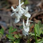 Corydalis cava