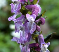 Corydalis cava