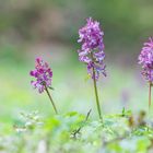 Corydalis cava