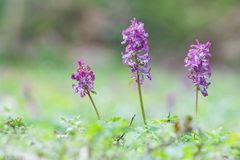 Corydalis cava