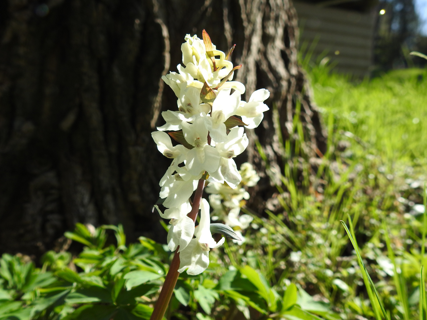 Corydalis cava / Hohler Lerchensporn   Weiss