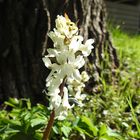 Corydalis cava / Hohler Lerchensporn   Weiss