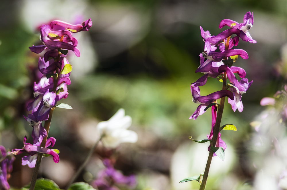 Corydalis im ...