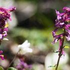 Corydalis im ...