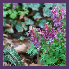 Corydalis lutea