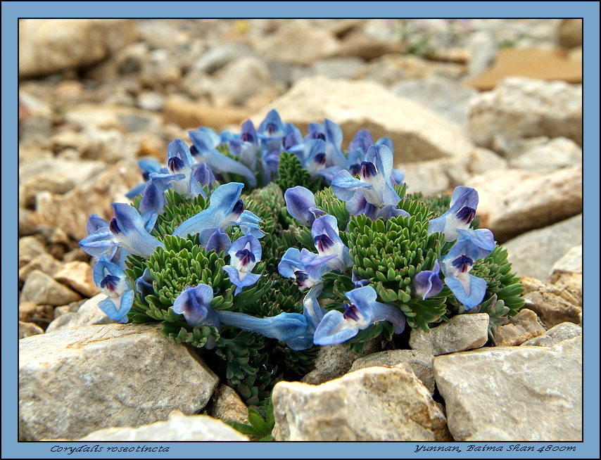 Corydalis roseotincta