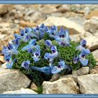 Corydalis roseotincta