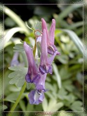 Corydalis solida