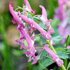 Corydalis solida