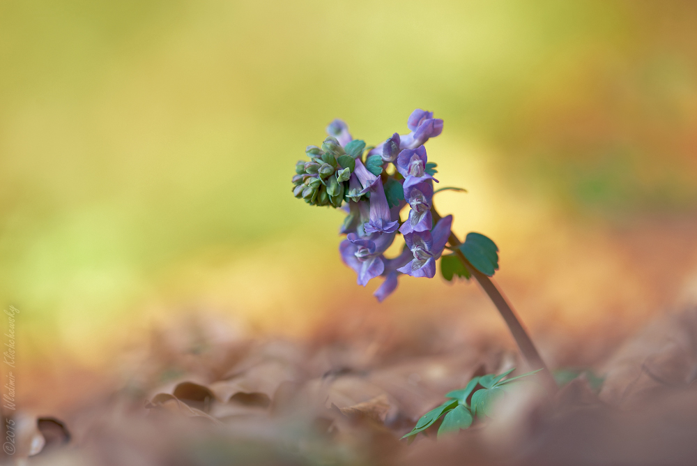 Corydalis solida