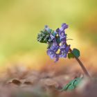 Corydalis solida