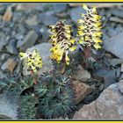 Corydalis sp.