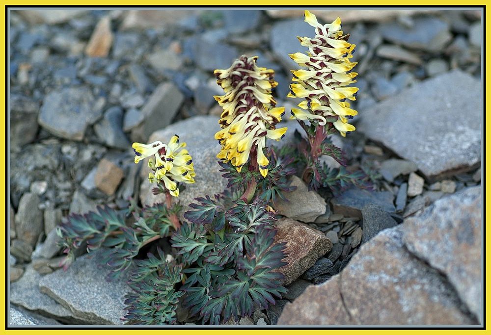 Corydalis sp.