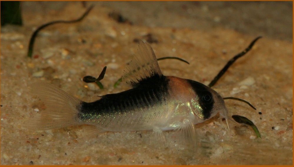 Corydoras Adolfoi