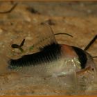 Corydoras Adolfoi