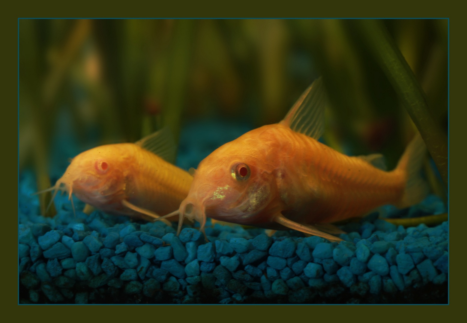 *Corydoras aeneus albino*