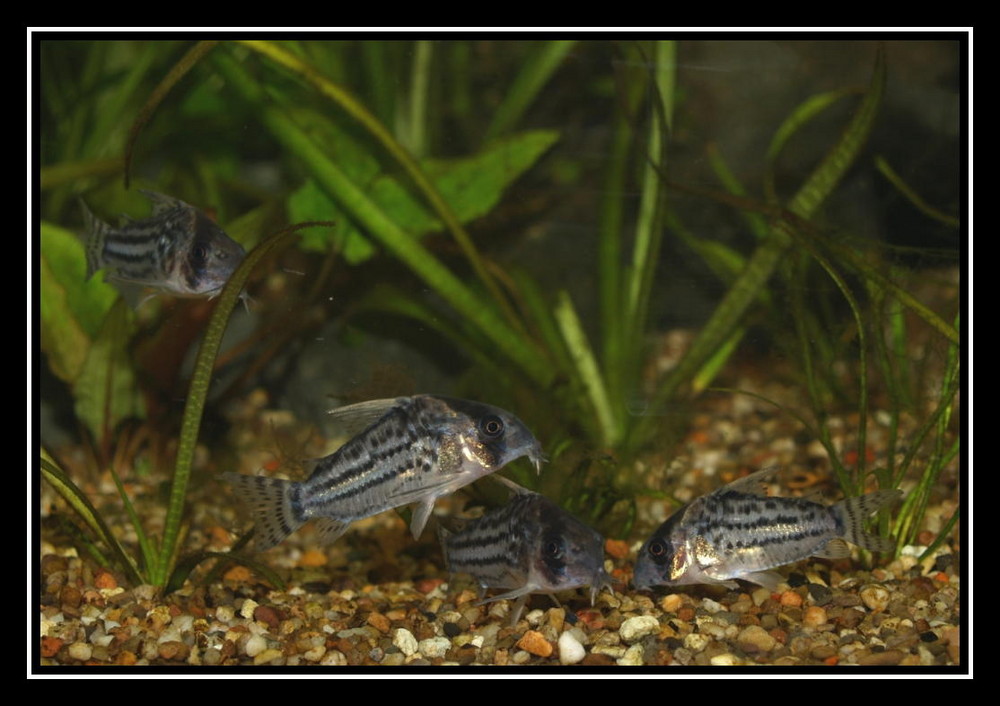 Corydoras agassizii