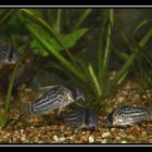 Corydoras agassizii