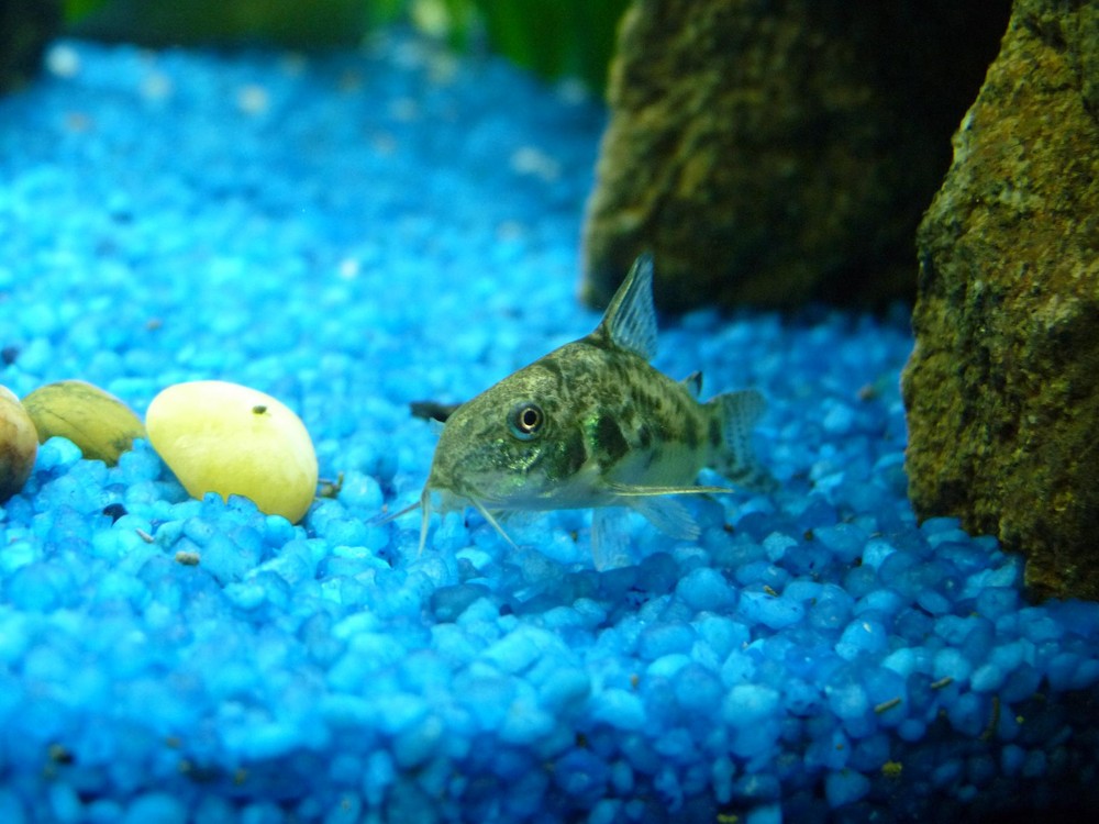 corydoras