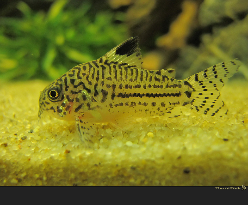 * Corydoras Julii *