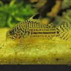 * Corydoras Julii *