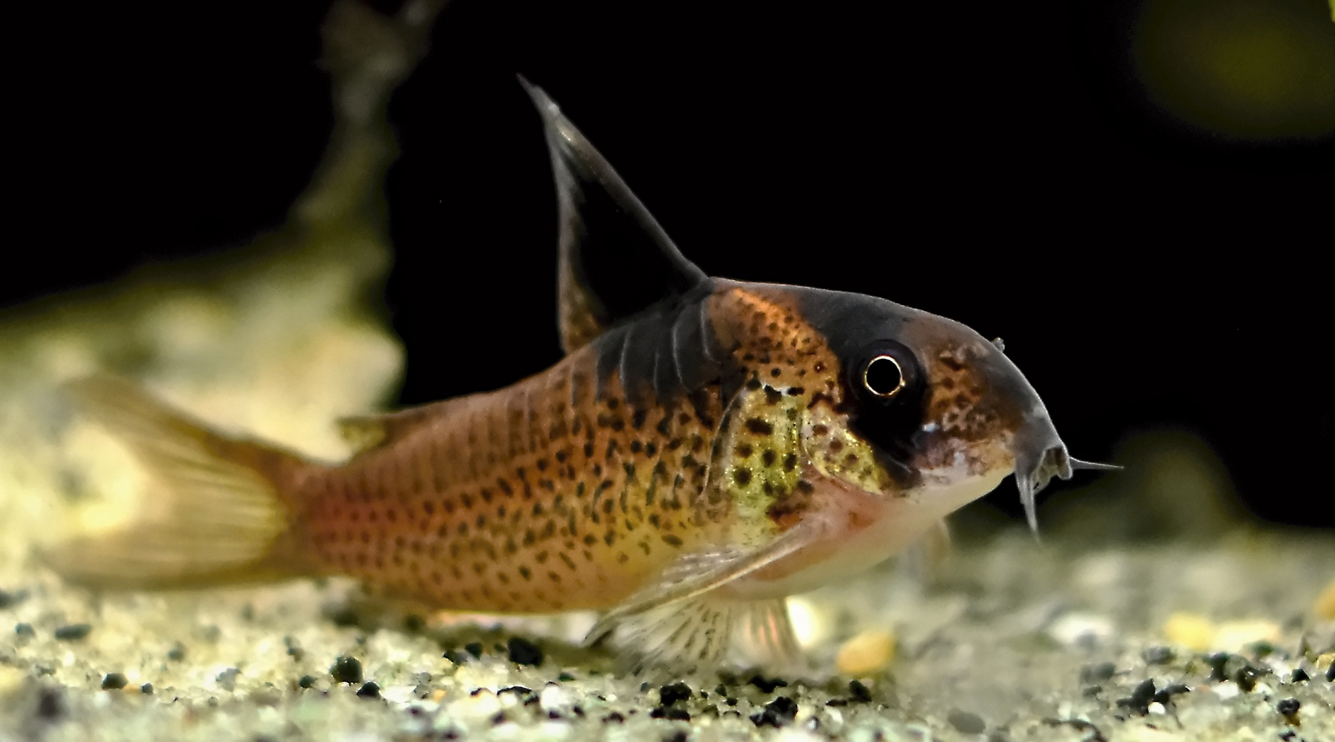 Corydoras melanistius Foto & Bild wasser, natur, nahaufnahme Bilder