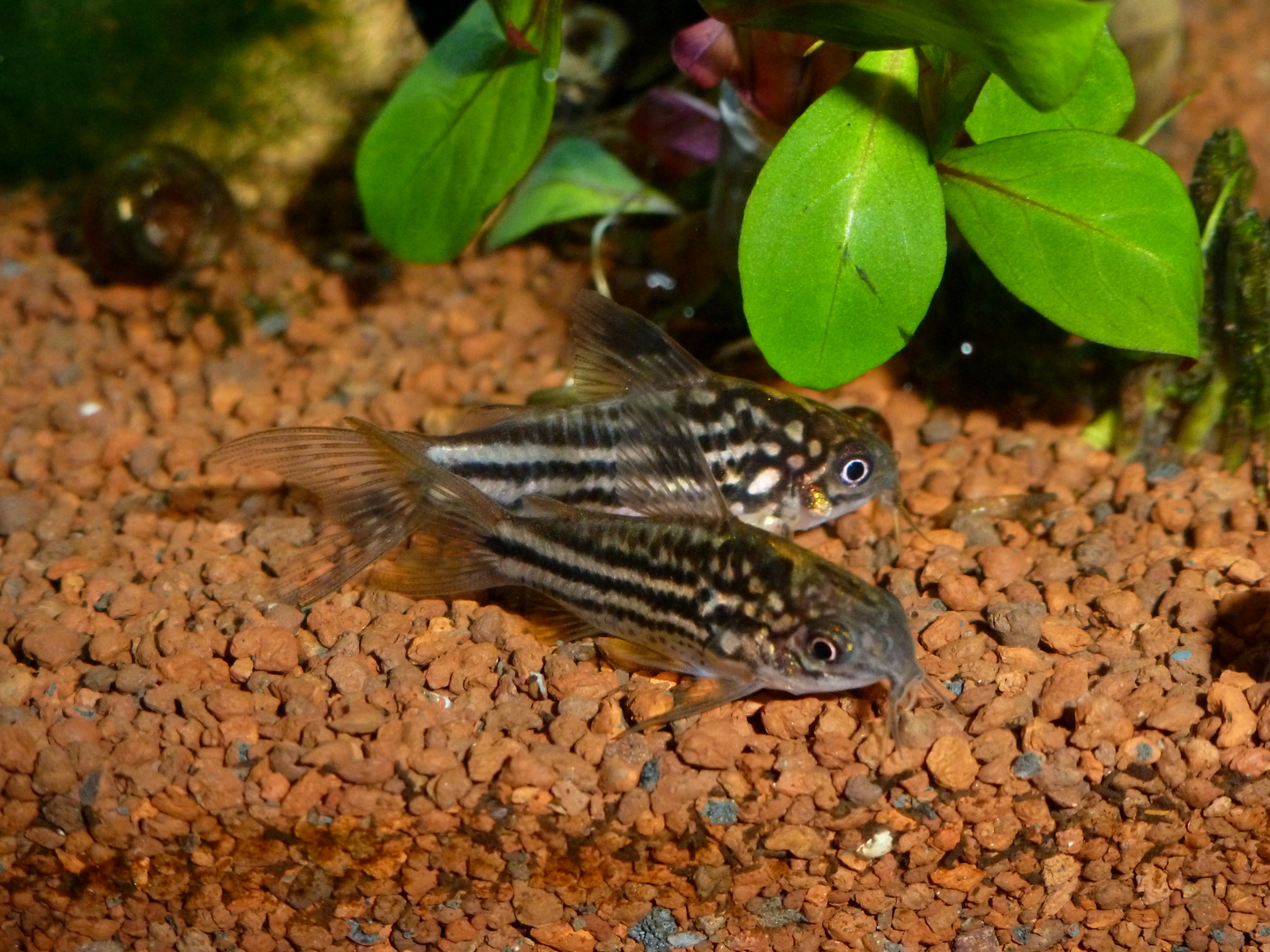 Corydoras nanus Foto & Bild natur, tiere, fische Bilder auf