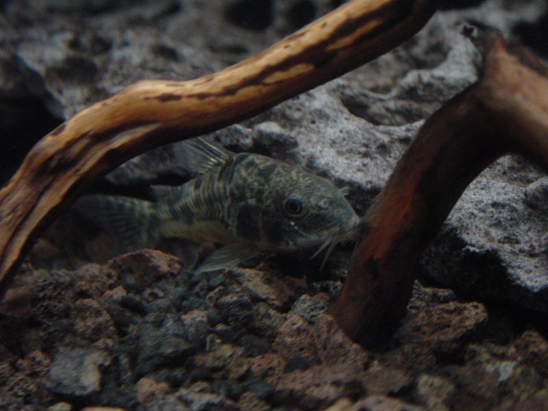 Corydoras paleatus-Mein Marmorpanzerwels