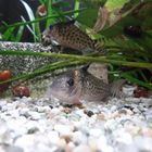 Corydoras schwartzii