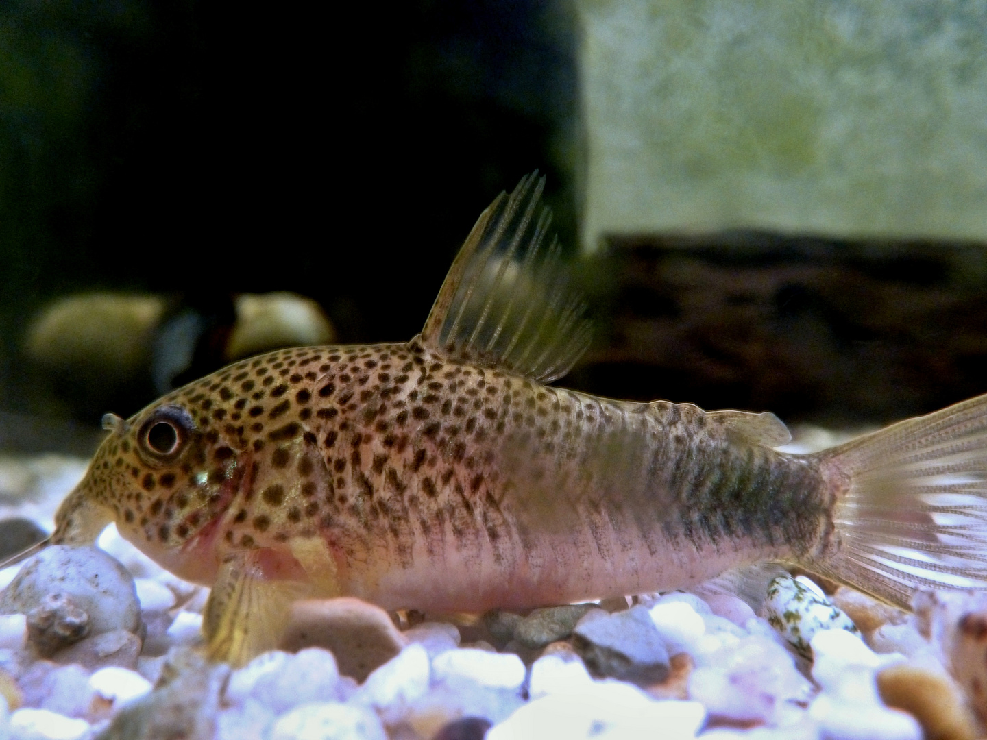 Corydoras similis