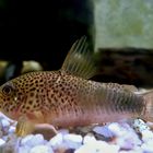 Corydoras similis