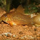 Corydoras sp C 65