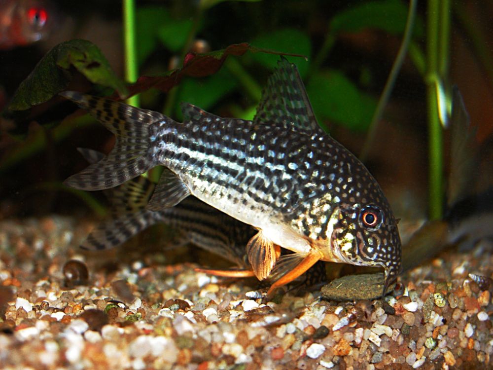 Corydoras Sterbai