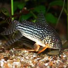 Corydoras Sterbai