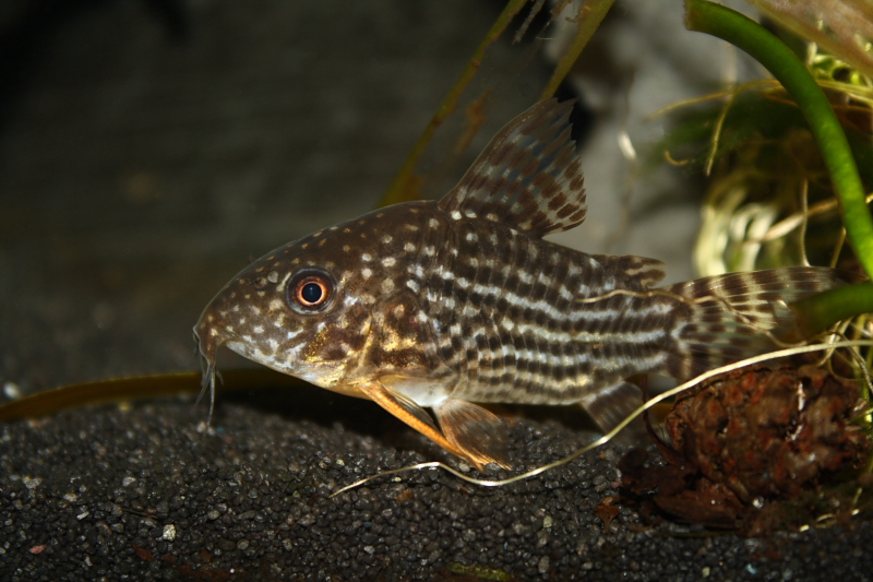 Corydoras Sterbai