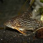 Corydoras Sterbai