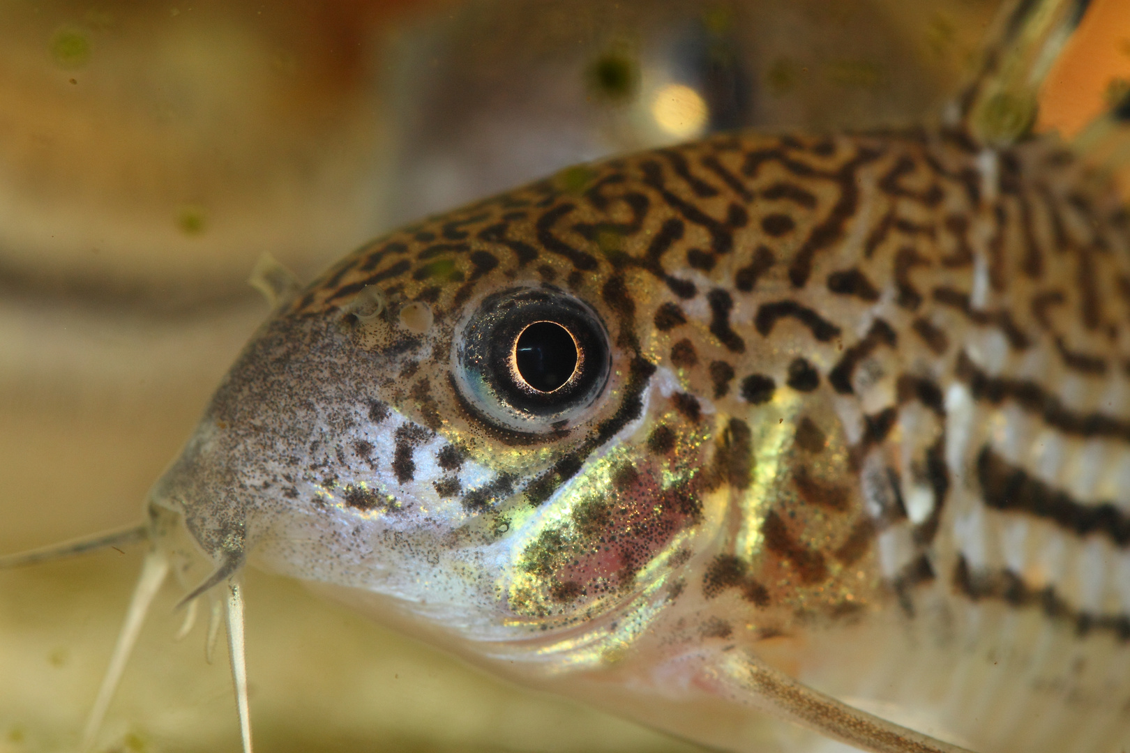 Corydoras trilineatus