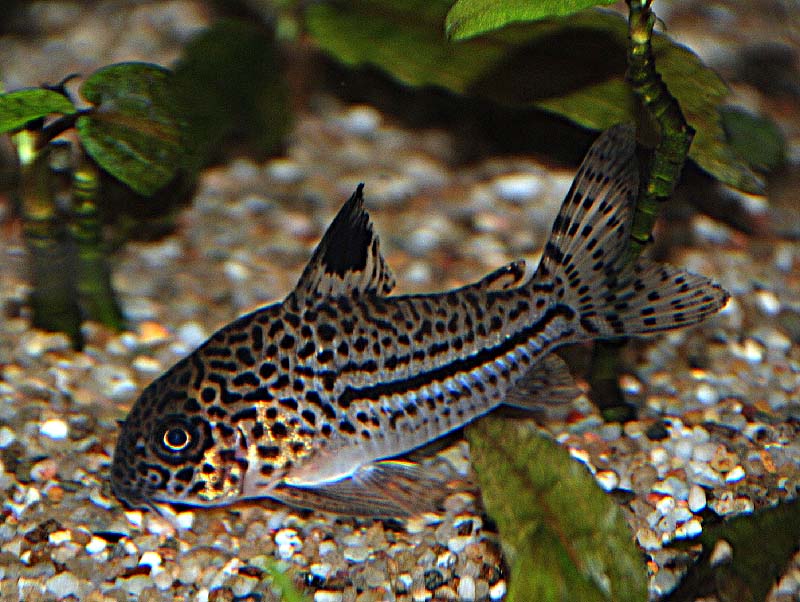 Corydoras trilineatus