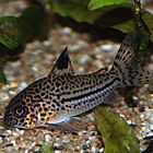 Corydoras trilineatus