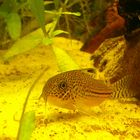 Corydoras trillineatus