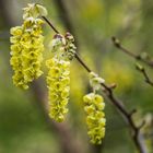 Corylopsis