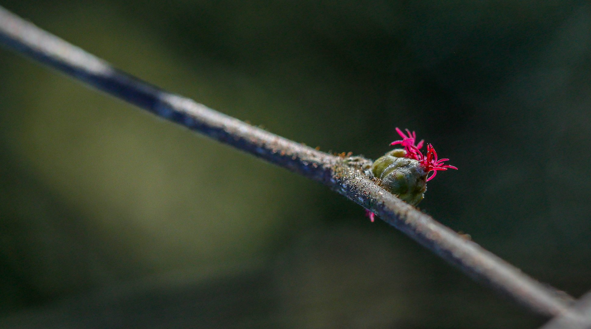 Corylus avellana