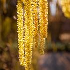 corylus avellana contorta