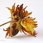 Corylus avellana