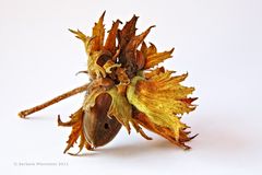 Corylus avellana