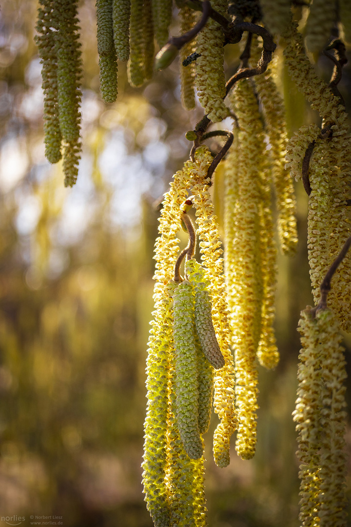 corylus avellana in the light