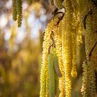 corylus avellana in the light