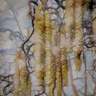 "Corylus colurna"