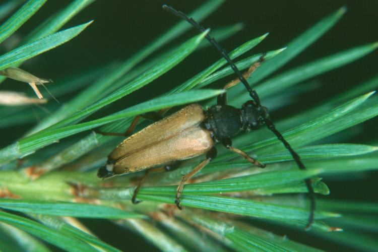 Corymbia rubra (Männchen)