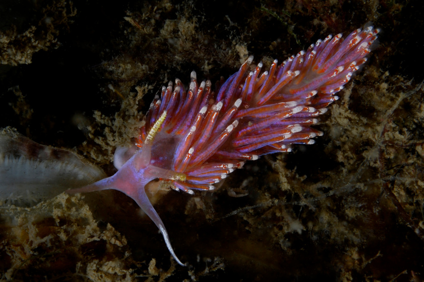 Coryphella pedata